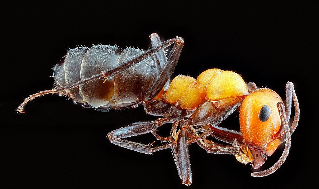Ant Control service in Highland, CA
