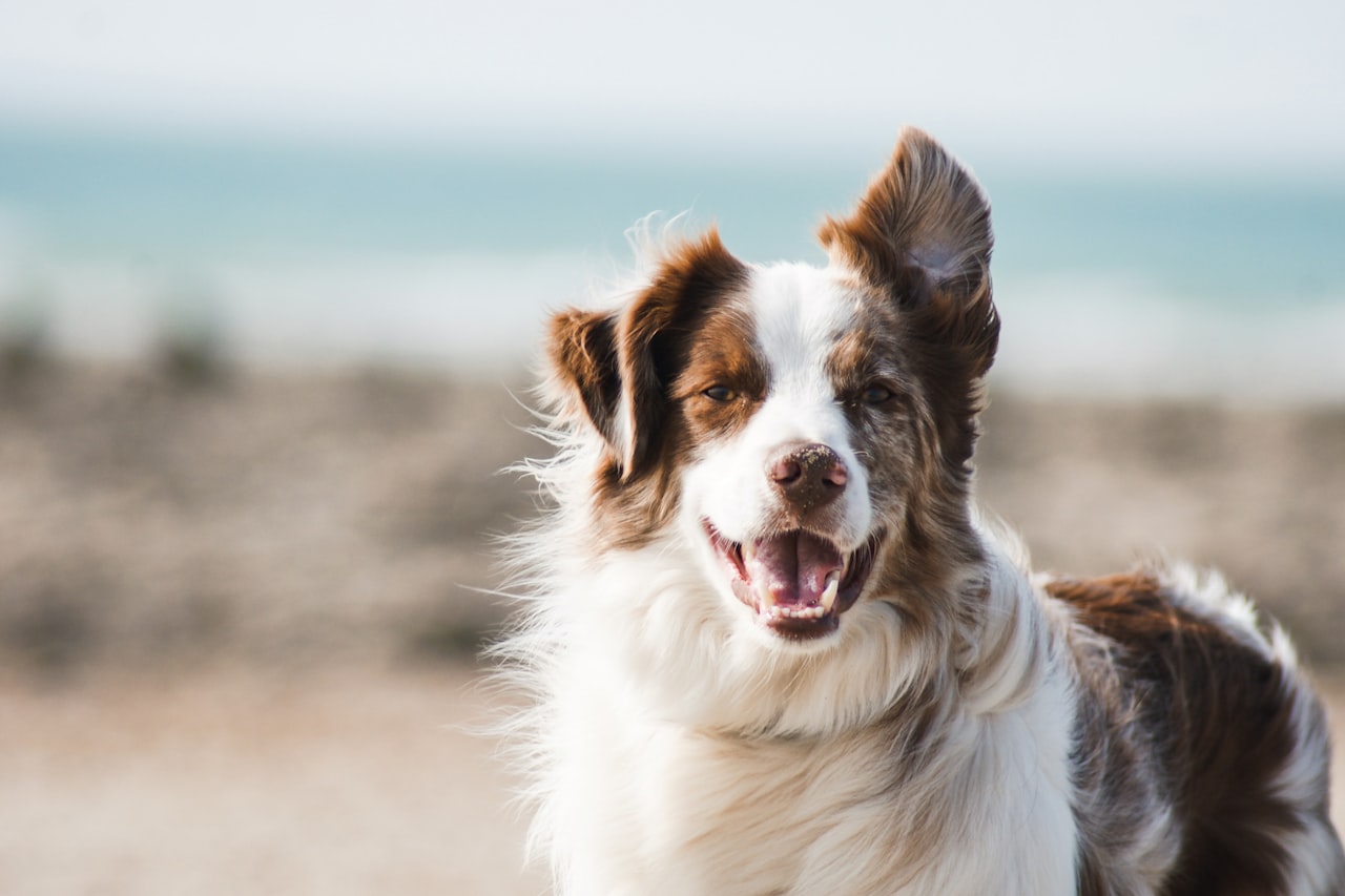 Flea & Tick Control service in Highland, CA