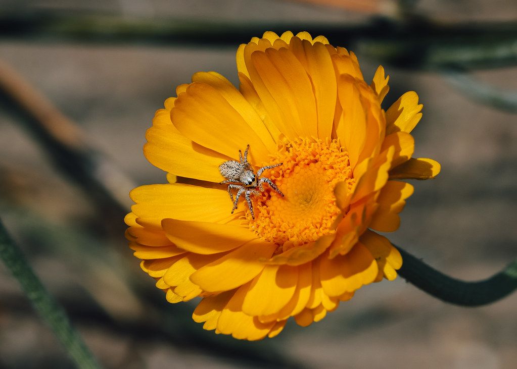 Spider Control service in Highland, CA